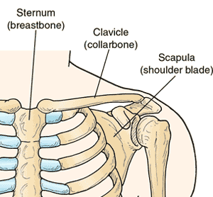 clavicle