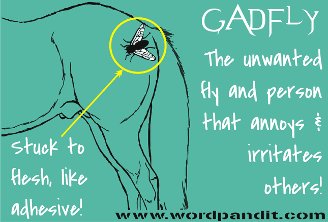 Gadfly Definition