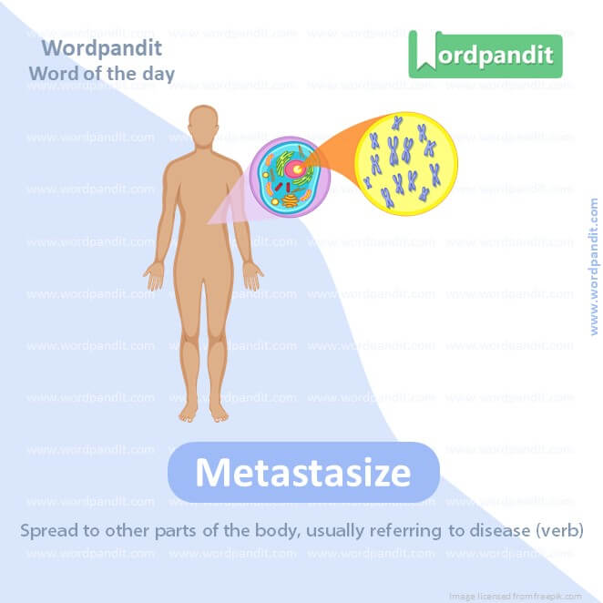Metastasize Picture Vocabulary