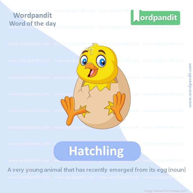 Hatchling Picture Vocabulary