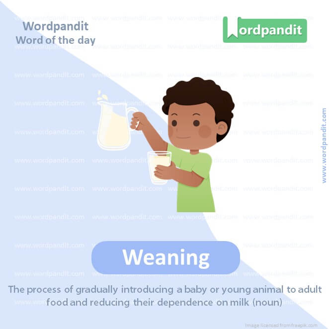 Weaning Picture Vocabulary