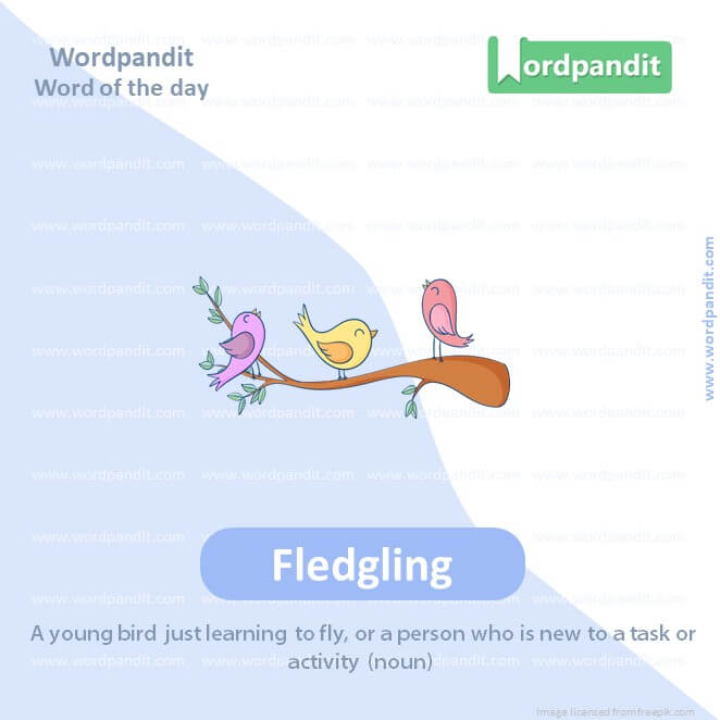 Fledgling Picture Vocabulary