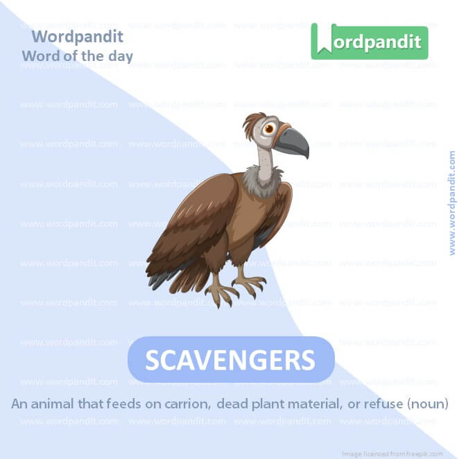 Scavengers Picture Vocabulary