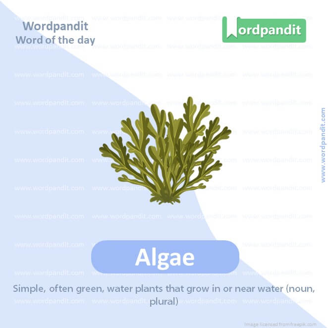 Algae Picture Vocabulary
