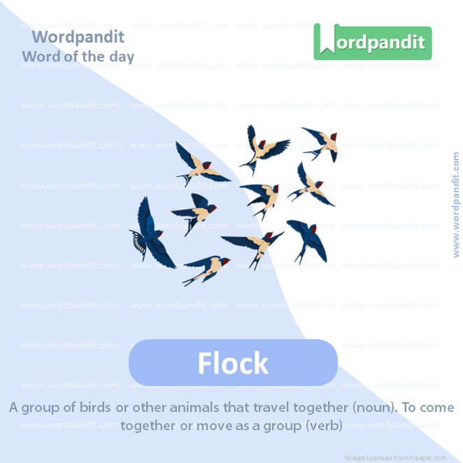 Flock Picture Vocabulary