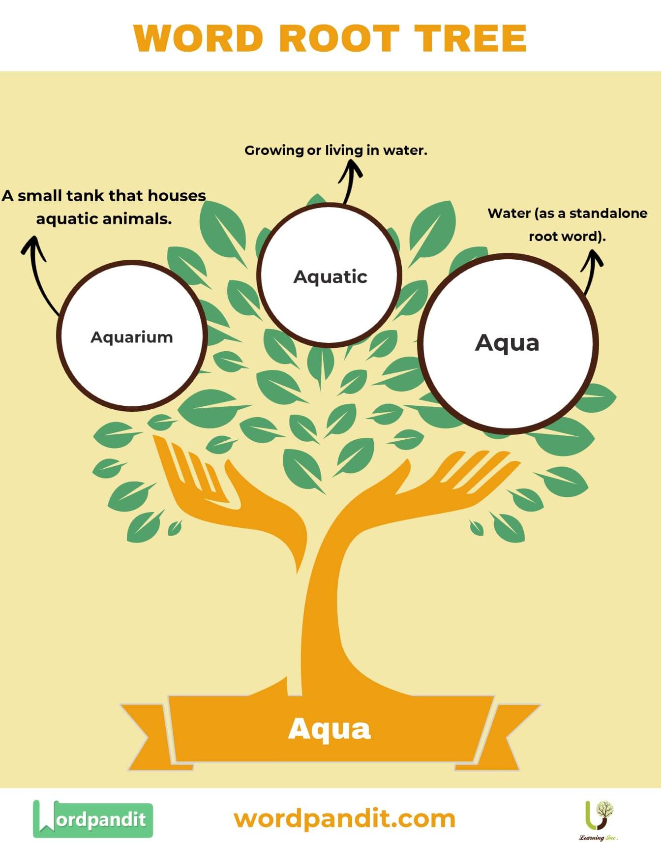 Understanding the Aqua Root Word and Its Applications