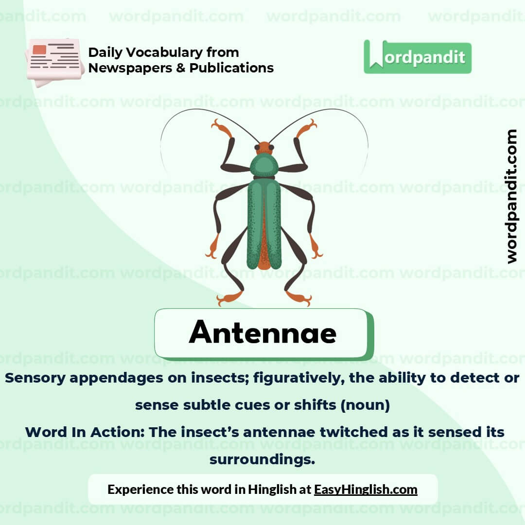 Antennae Picture Vocabulary Antennae Picture Vocabulary