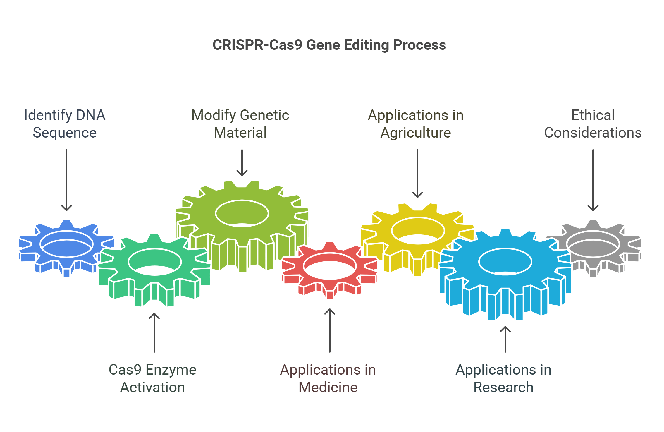 Crispr Cas9 Gene Editing Process And Applications