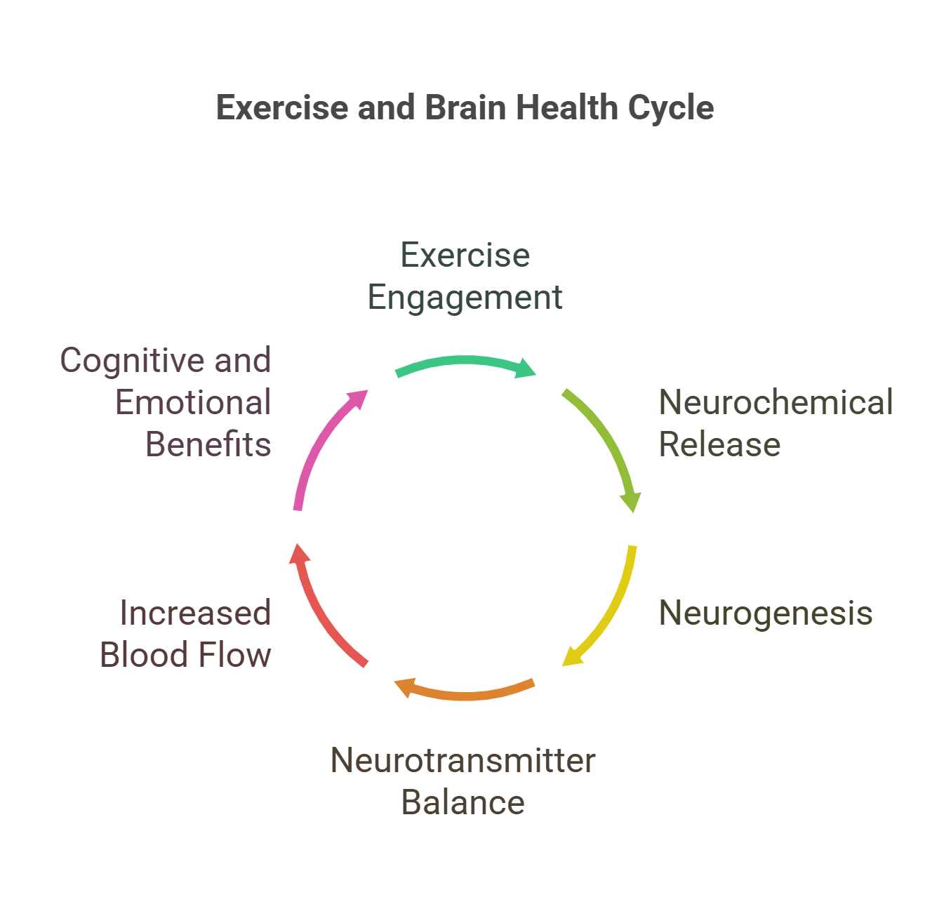 Exercise And Brain Health Cycle