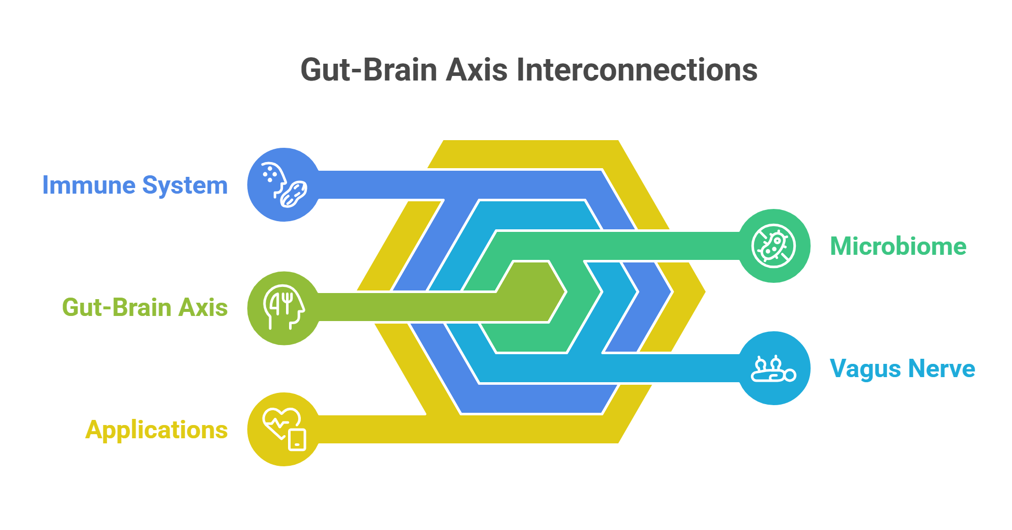 Gut Brain Axis Interconnections