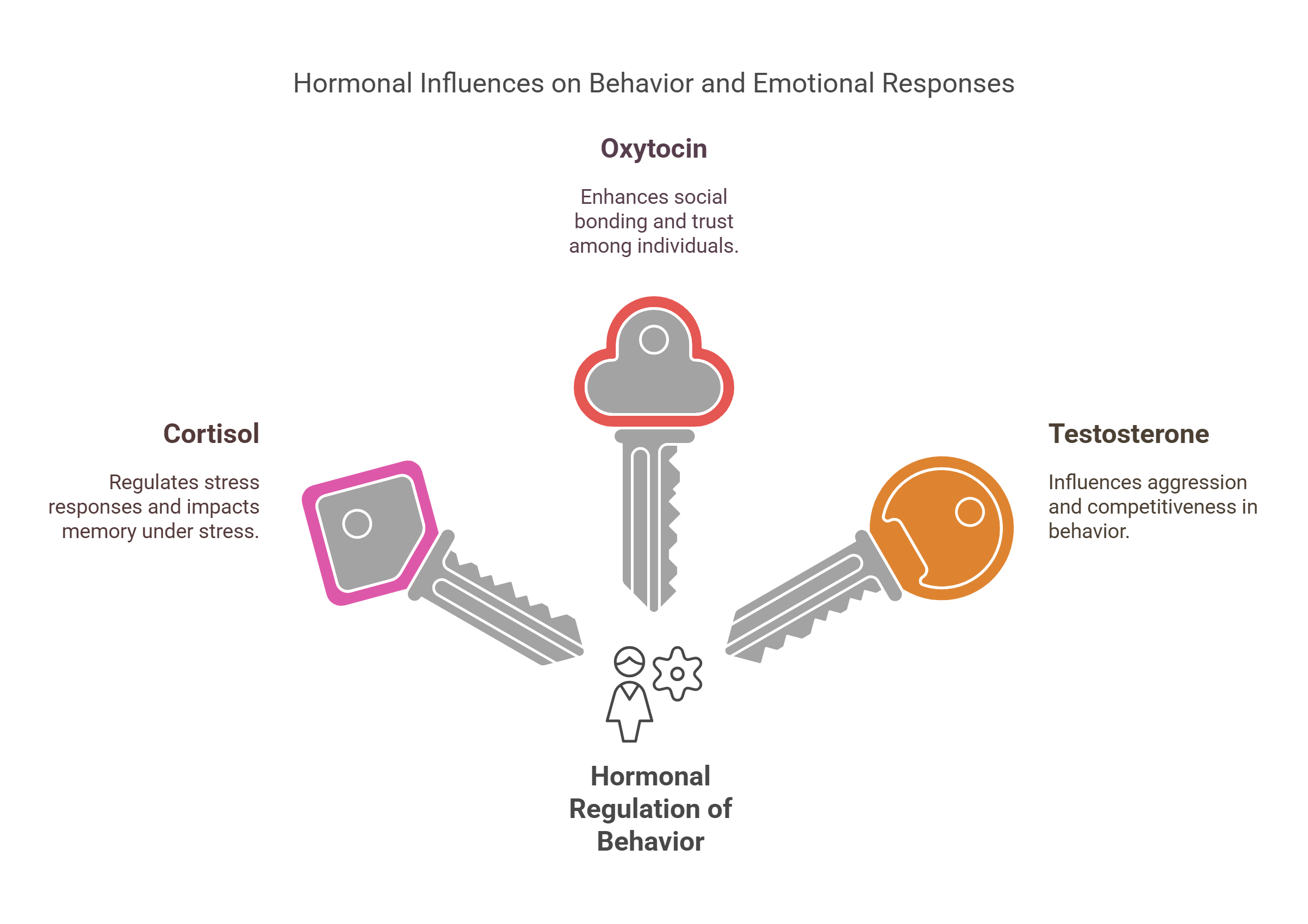 Hormonal Influences On Behavior And Emotions
