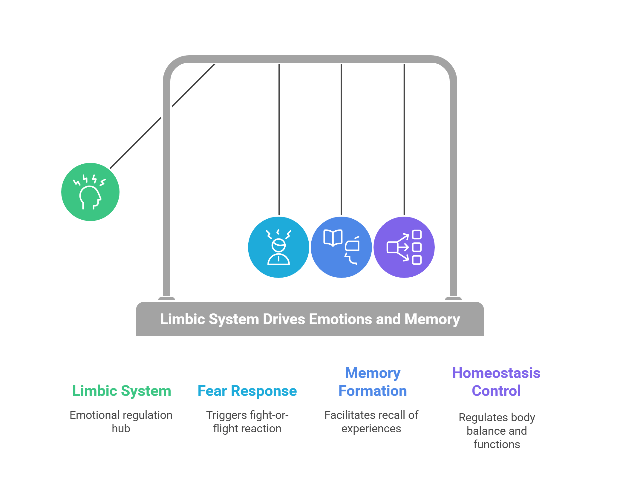 Limbic System Emotions And Memory Regulation