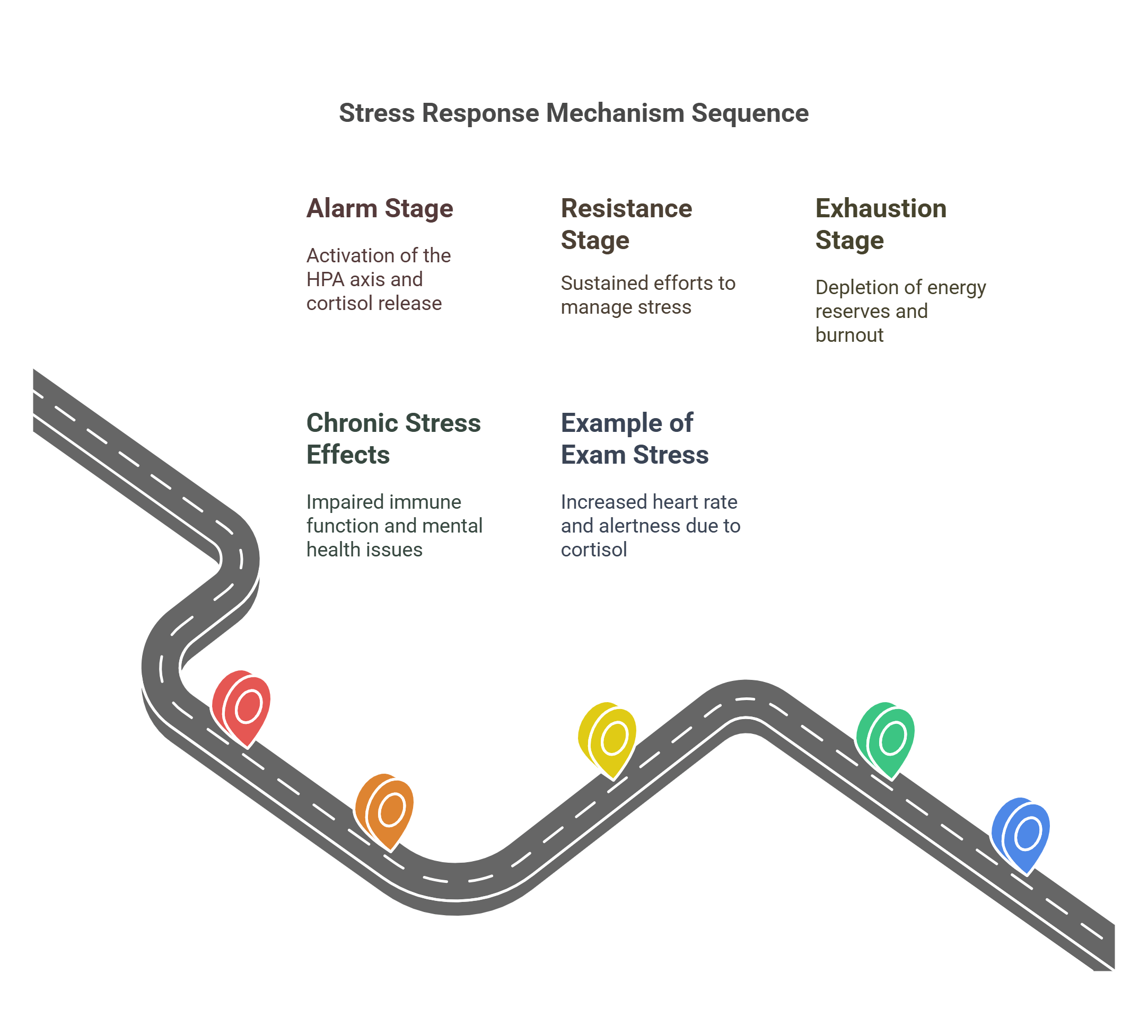 Stress Response Mechanism Stages And Effects