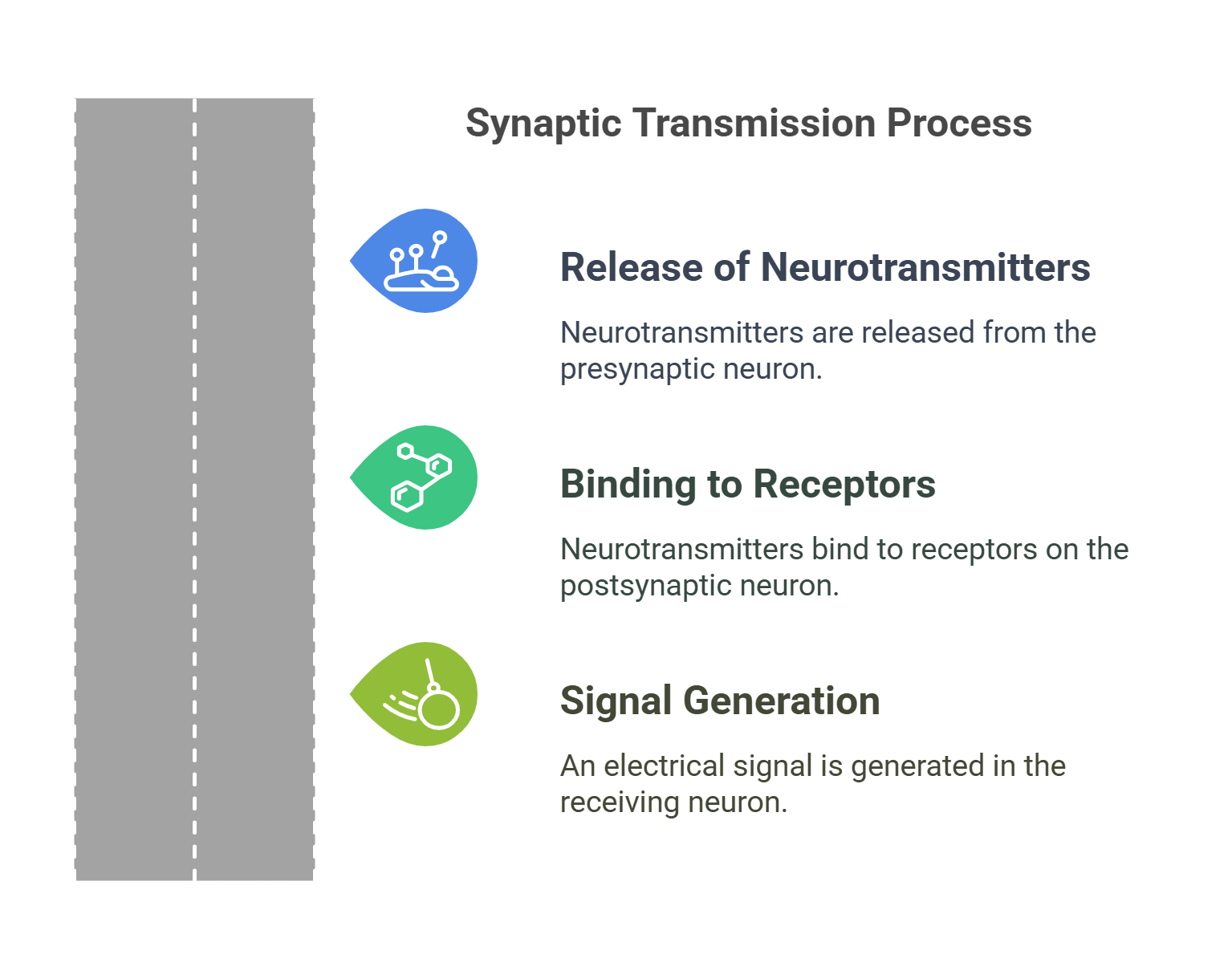 Synaptic Transmission Process Steps Explained