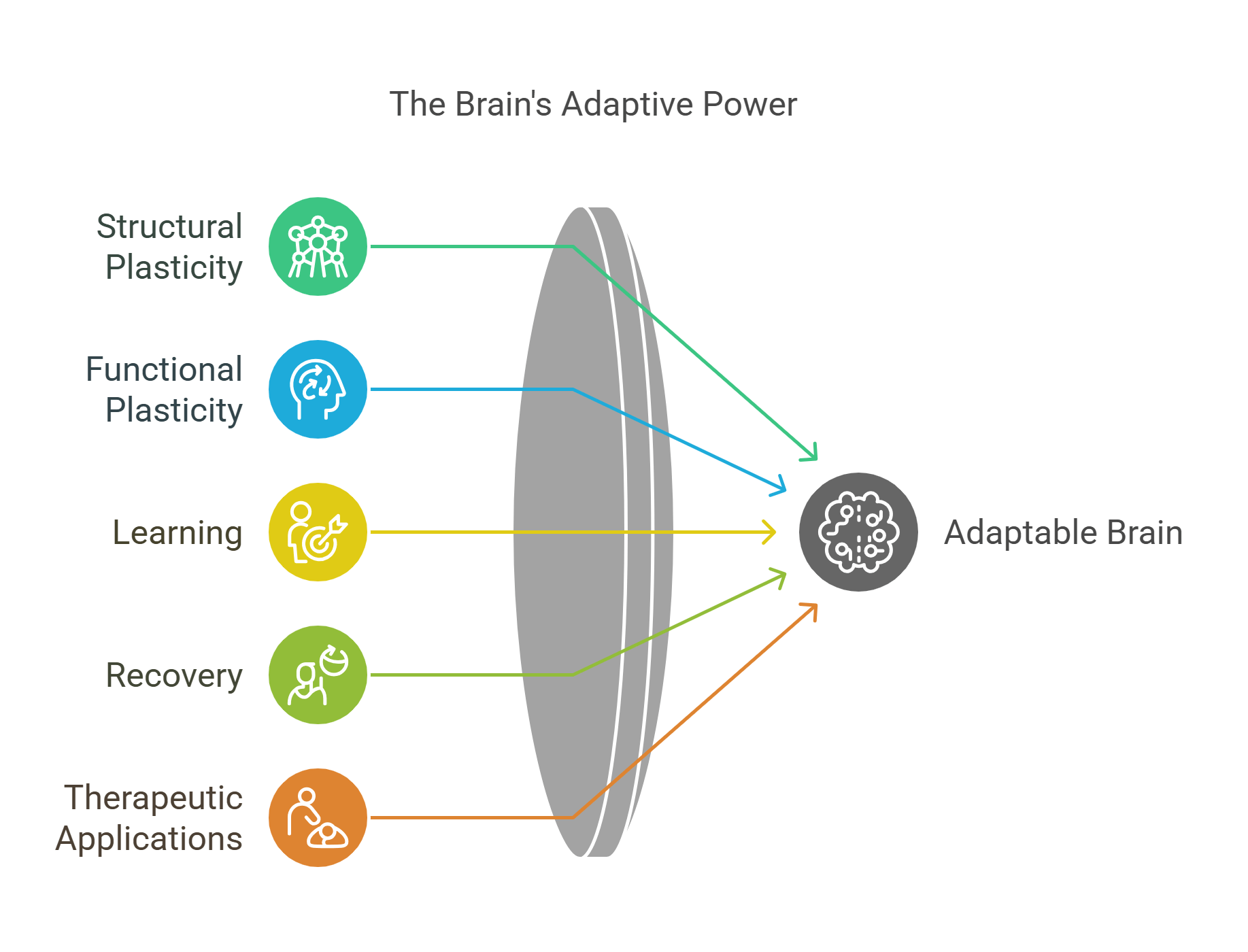 The Brain's Adaptive Power Neuroplasticity In Action