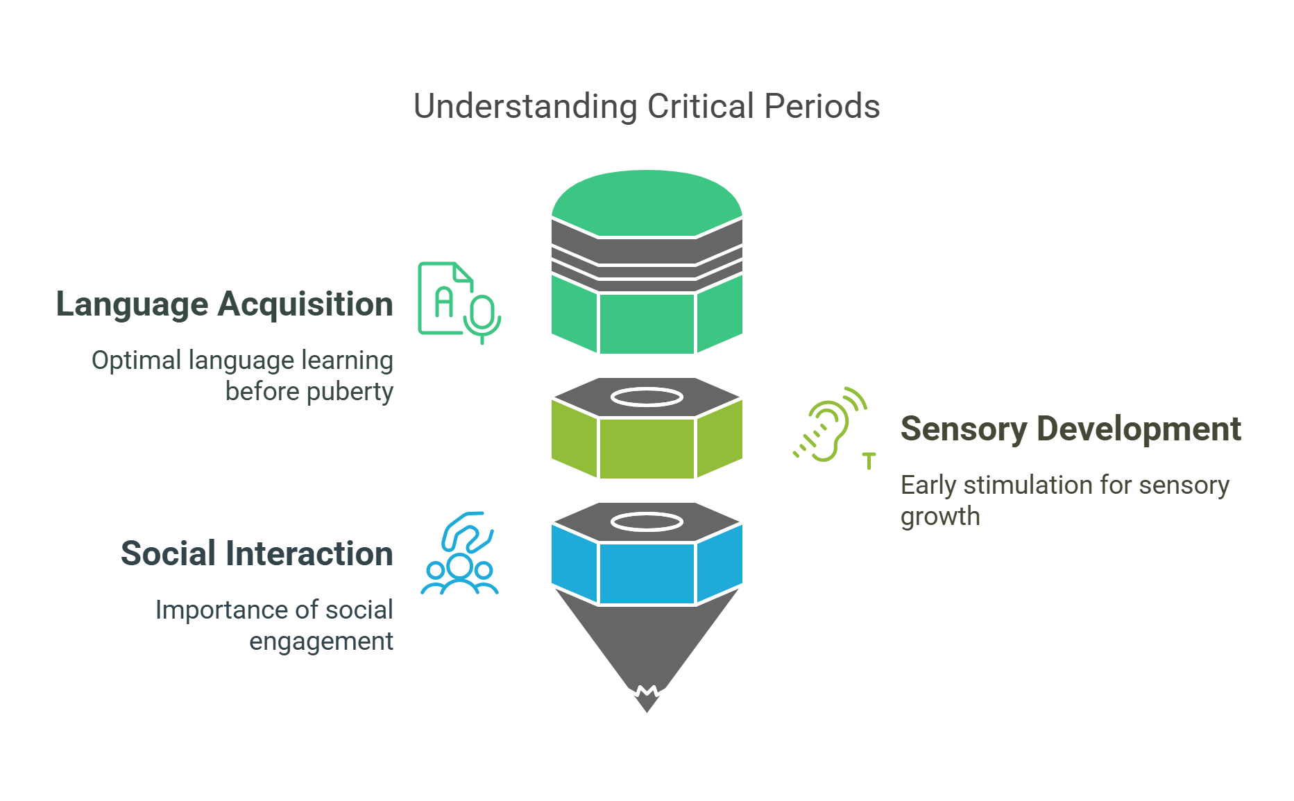 The Importance Of Critical Periods In Child Development