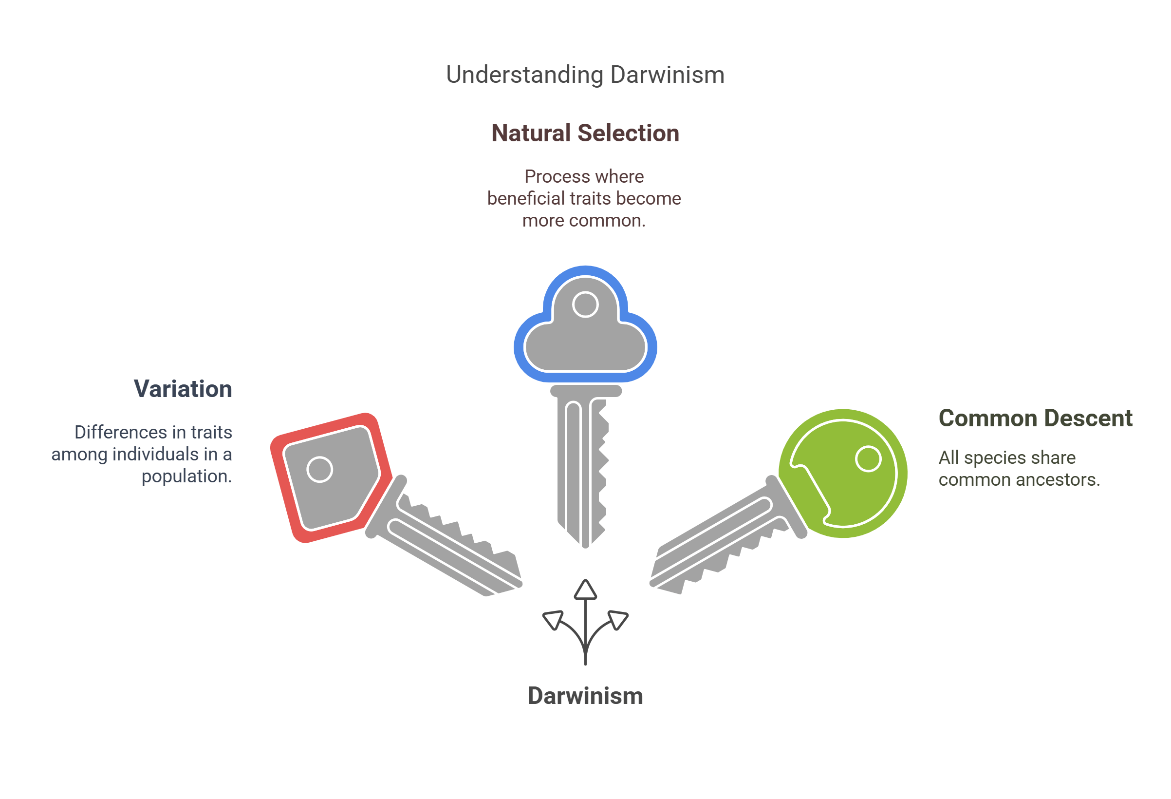 Understanding Darwinism Natural Selection And Evolution