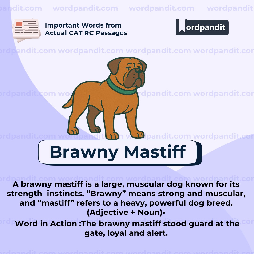 Brawny Mastif Brawny Mastif