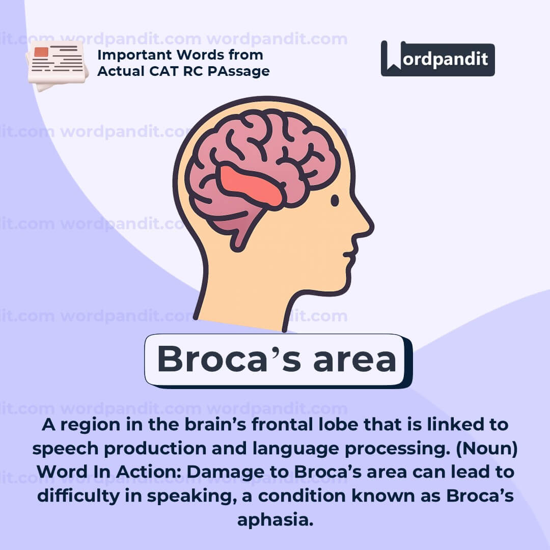 Broca’s Area Broca’s Area
