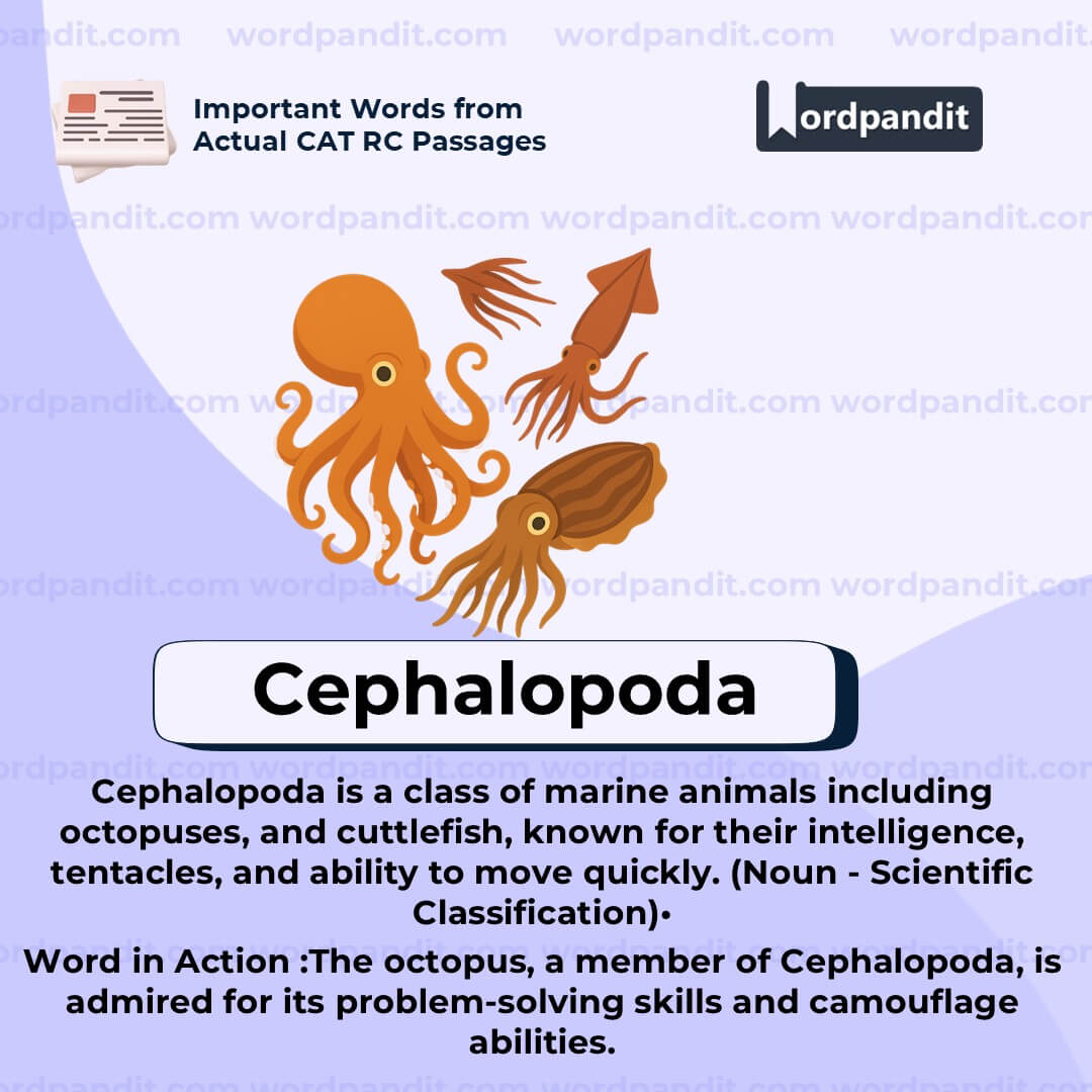 Cephalopoda Cephalopoda