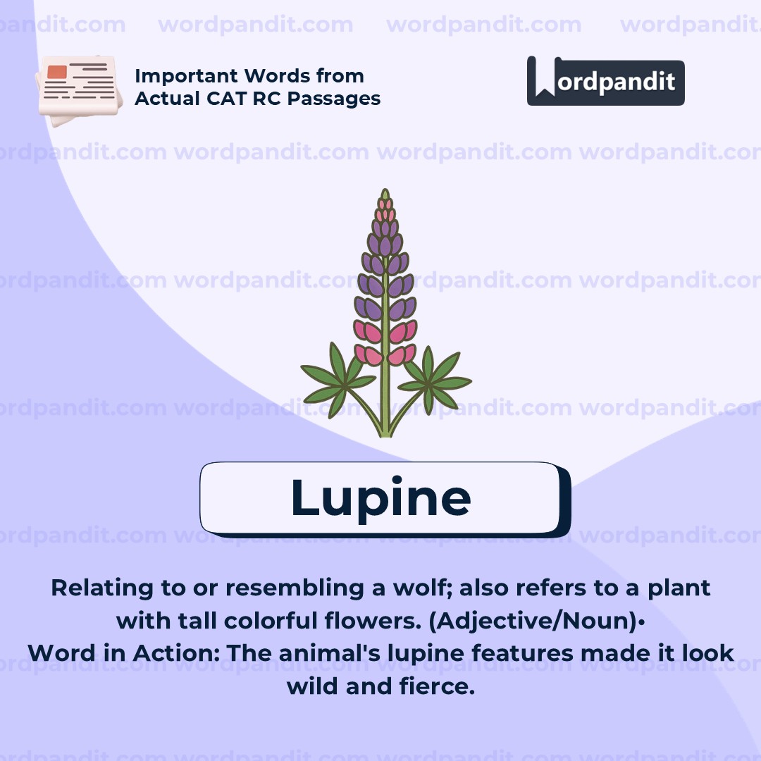 Lupine Lupine