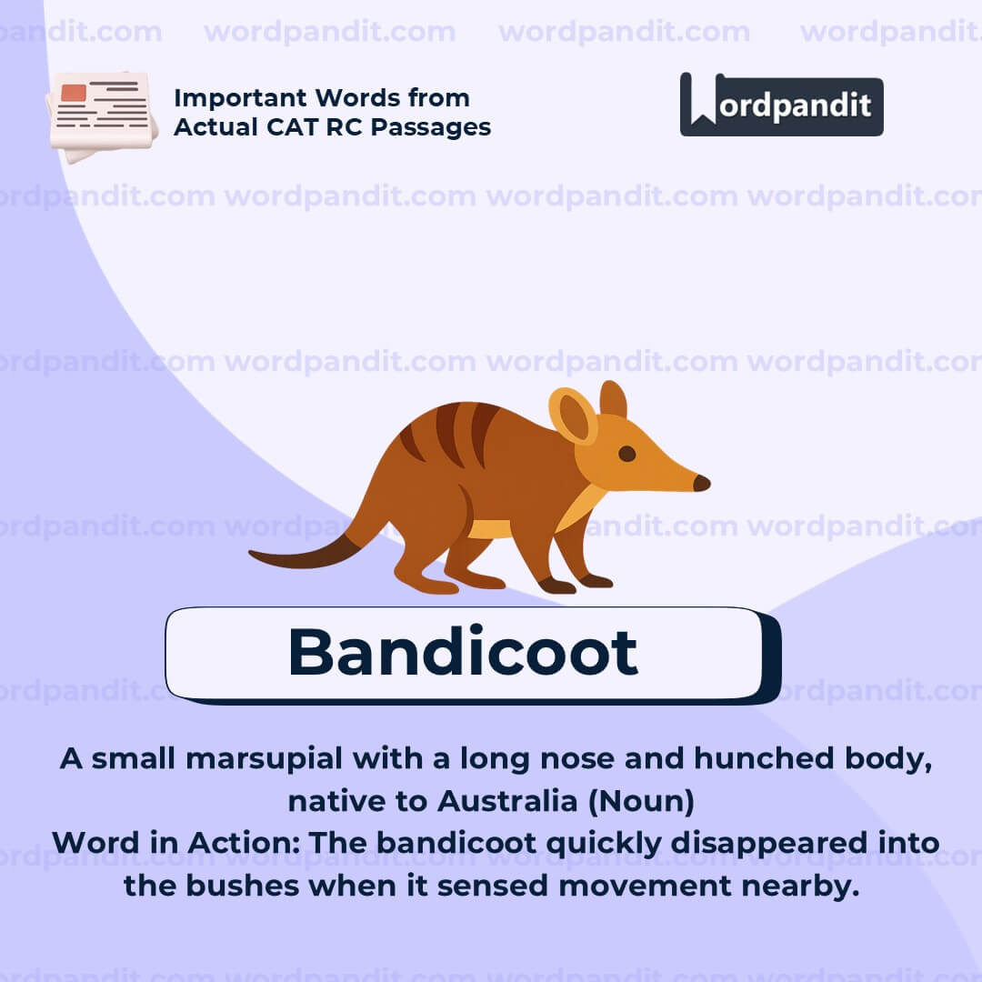 Bandicoot Bandicoot