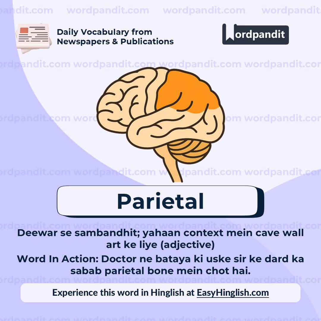 Parietal