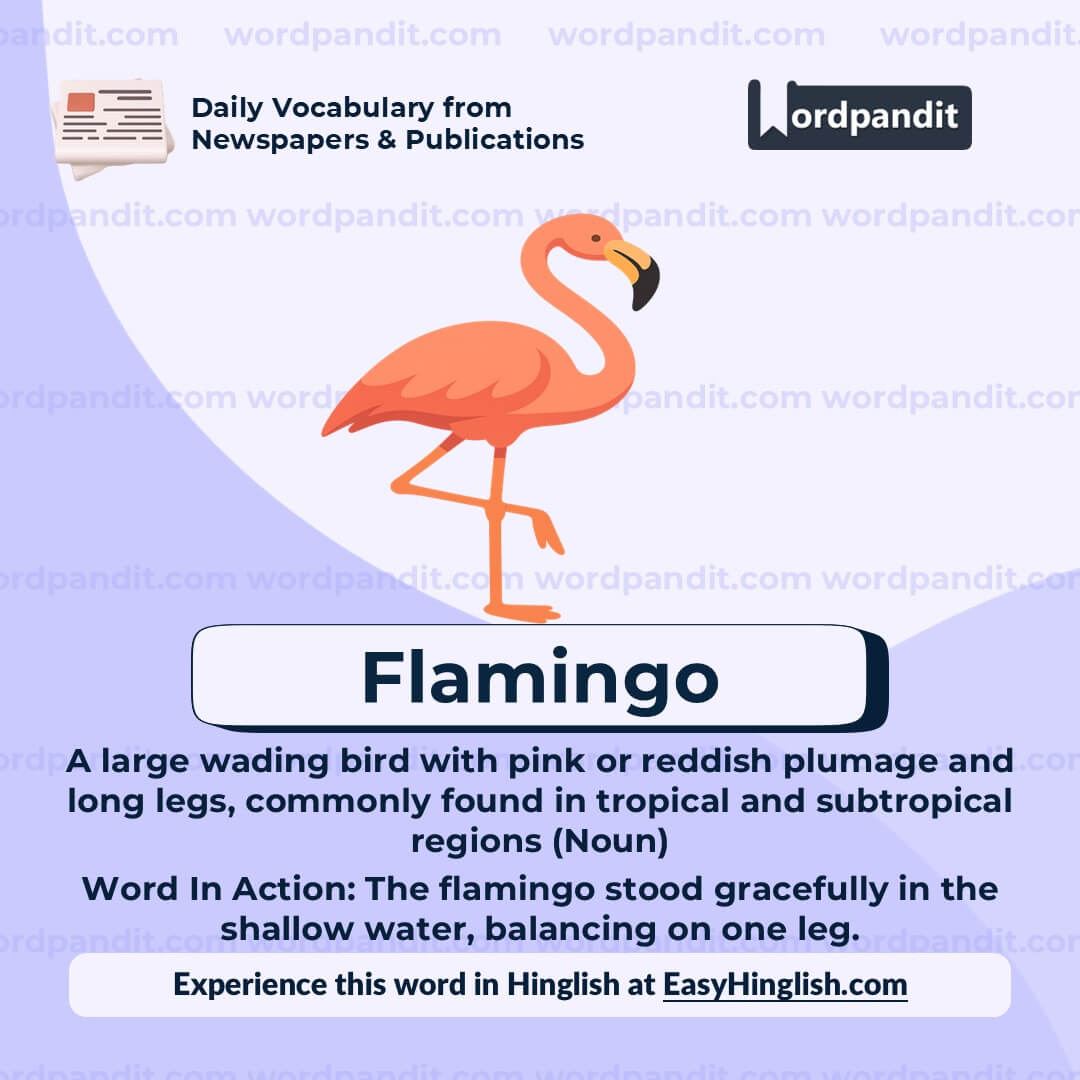 Flamingo